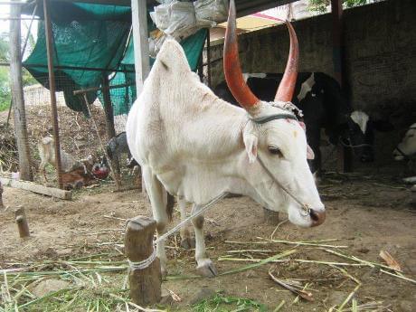bullock freed from life of toil replaced by machine animal rahat