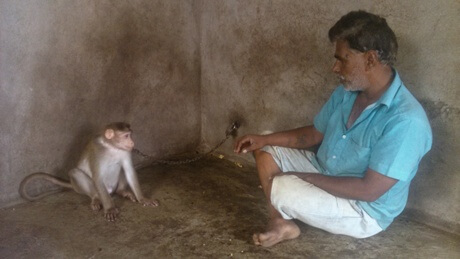 2015-09.bonnet monkey rescued from chain