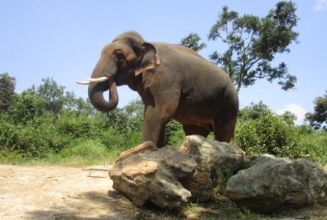 Elephant Sunder Rescued From Temple