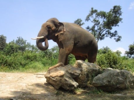 2015-10.Sunder roaming in park