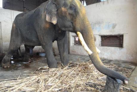 Wonderful News About Elephant Ram Prasad
