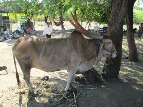 2015-12.bullock retired at home in Wangi village