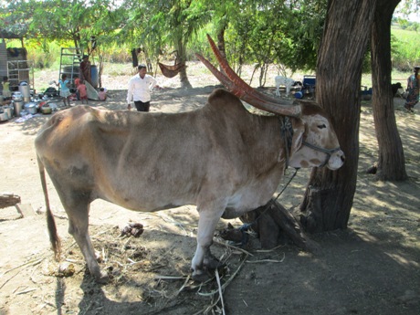this bullock didn t go to the butcher animal rahat