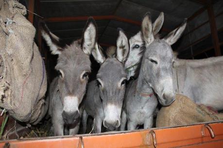 Happiness for Rescued Donkeys