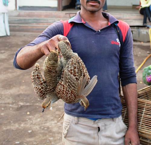 2016-02.quails being sold for meat (2)
