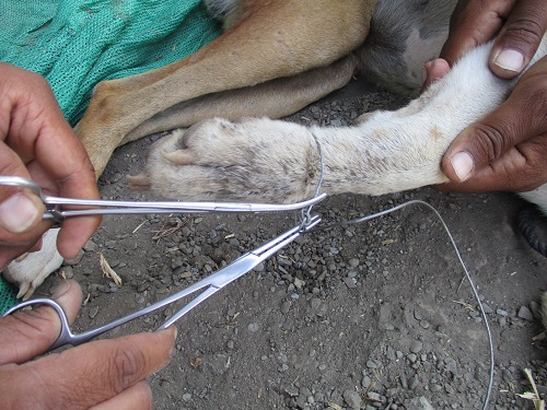 2016-02.removing wire snare from dog's leg (1)