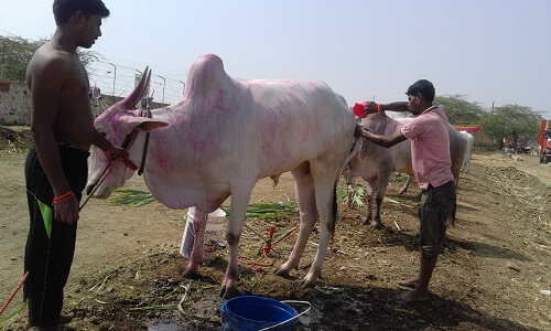 2016-02.washing pink powder from bullock at Sangola Fair (2)