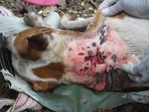 2016-03.dog with neck wound - prepped for surgery