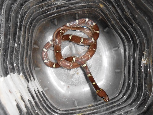 2016-03.rescued common wolf snake (1)