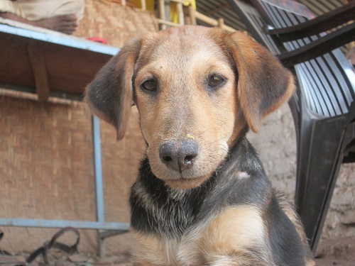 2016-03.rescued puppy Janu