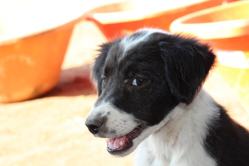 2016-03.rescued puppy Julie (2)