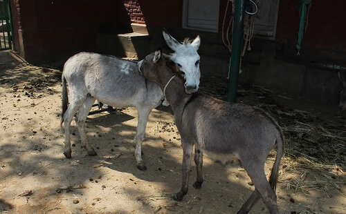 Donkeys at Their Wonderful New Home in the Nilgiri Hills