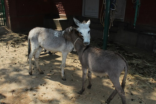 2016-04.IPAN - donkeys Jack, Tiger from brick kiln grooming each other (1)