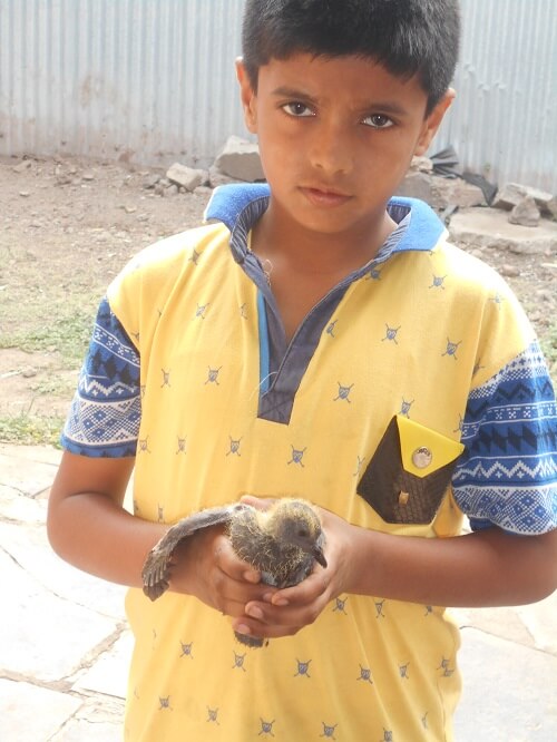 2016-04.baby pigeon rescued by Compassionate Citizen student (2)
