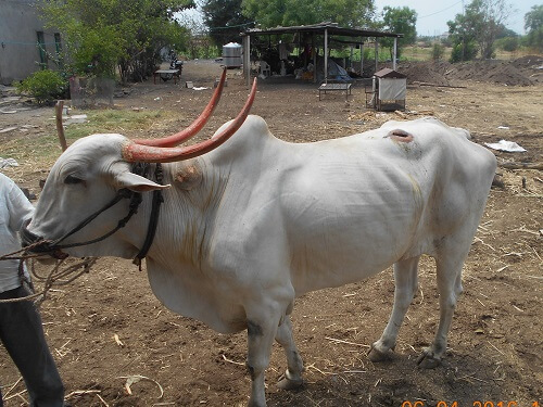 wounded bullock gets tlc and treatment from animal rahat animal rahat