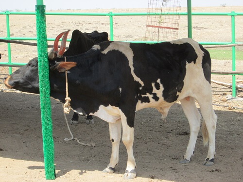 2016-04.calf Bandya grooming post new sanctuary