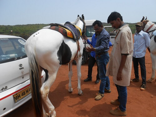 2016-05.examining horse (3)