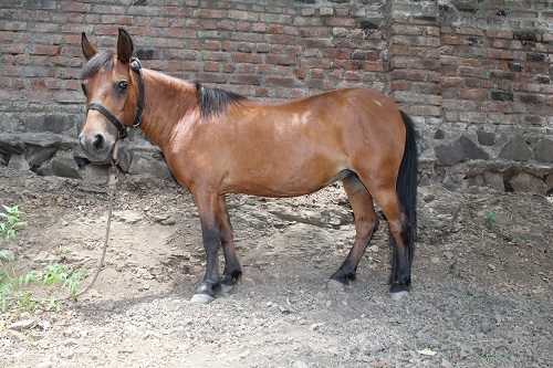 2016-05.female pony Kali rescued from Rambo circus