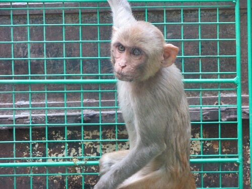 2016-05.rescued baby bonnet monkey (1)