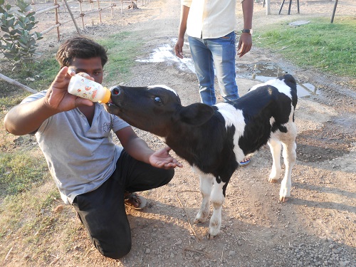 2016-05.rescued calf Lakhan - bottle feeding (4)