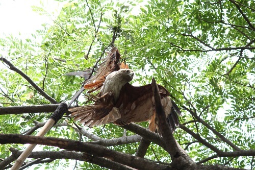 2016-06.rescuing brahminy kite from tree (2)