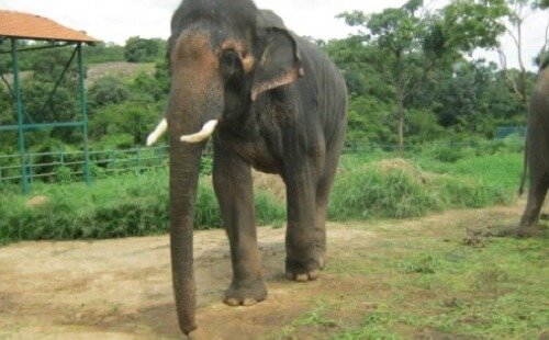 Elephant Sunder Enjoying Life … No Chains, and a New Girlfriend!