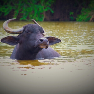 2016-09_sanctuary-buffalo-kalu-swimming-in-pond