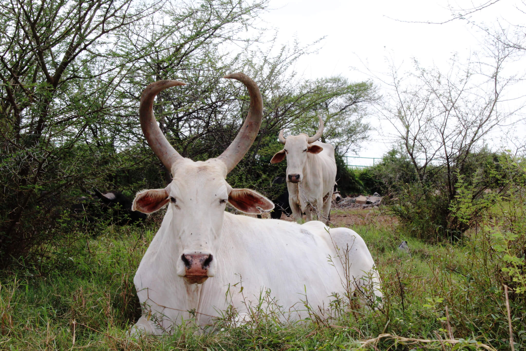 bullock cart archives animal rahat