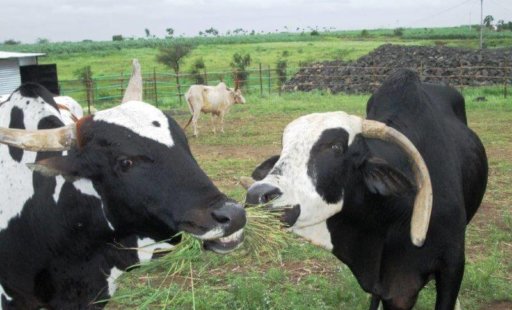 Rescued Bullocks Adjust to Their New Home