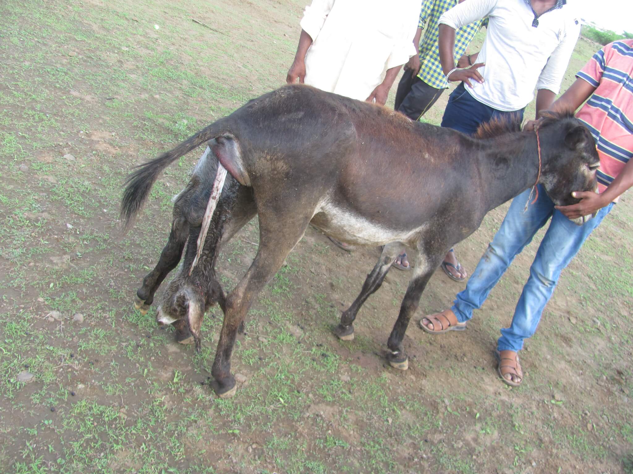 Animal Rahat Means Relief For Two Donkeys In Pain - Animal Rahat