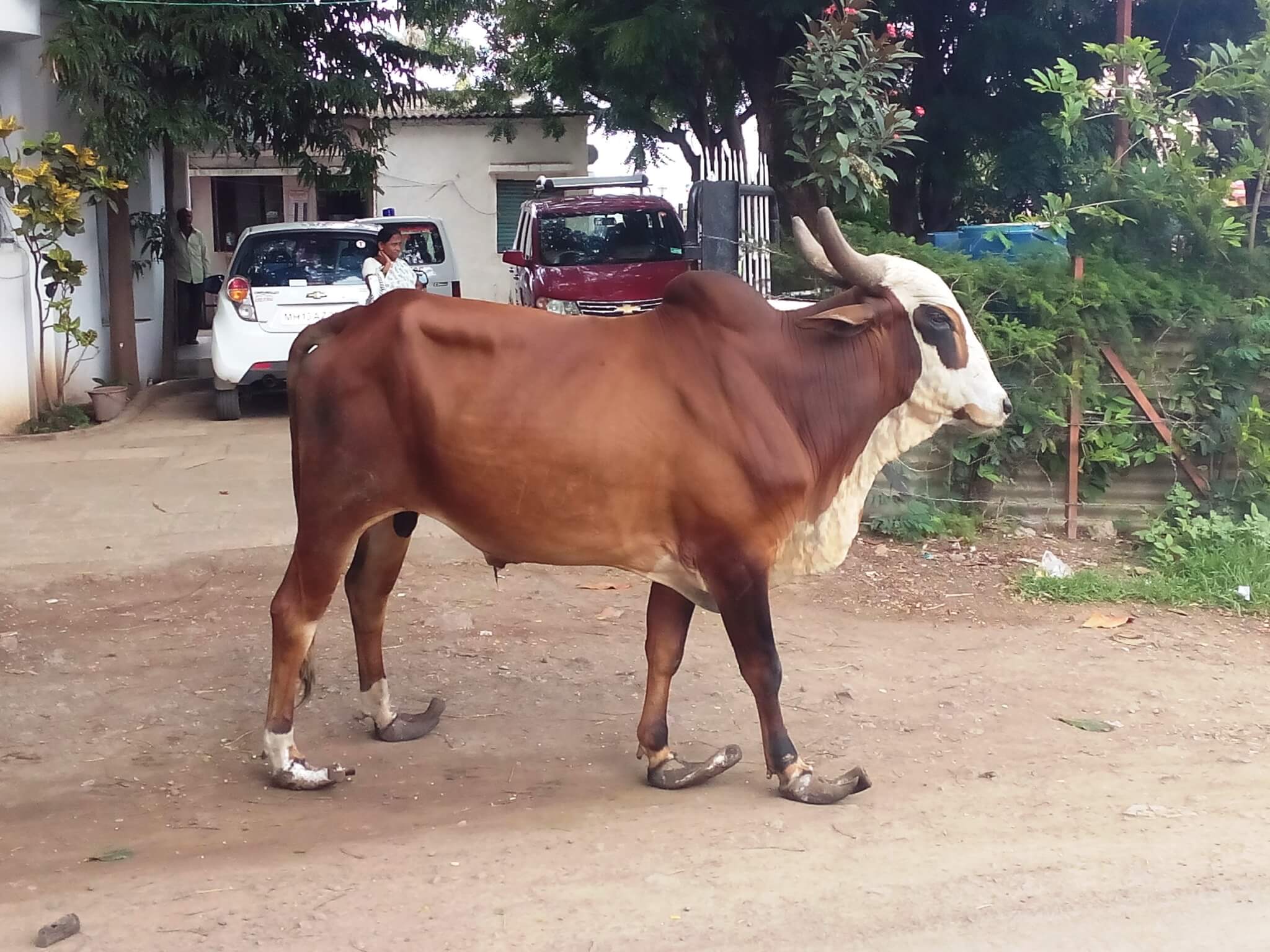ten steps to a happy street bull animal rahat