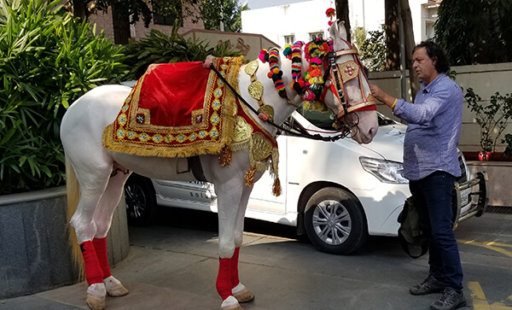 No bliss for wedding horses