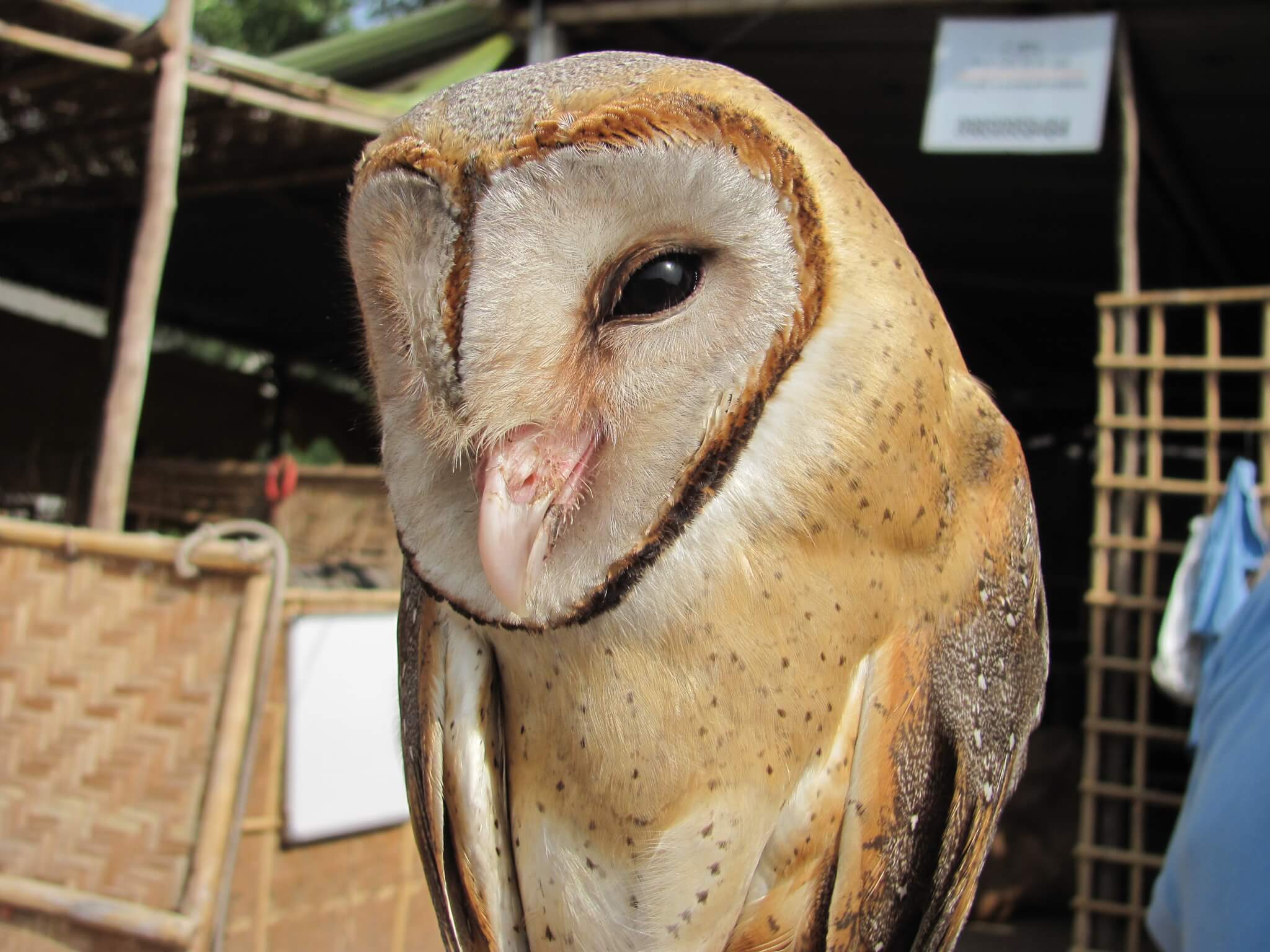 Owls in India: Threatened by Superstition and Fear - Animal Rahat
