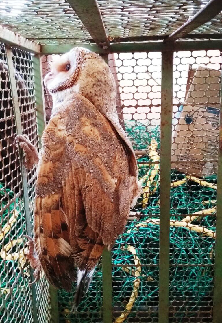 Owls in India Threatened by Superstition and Fear Animal Rahat