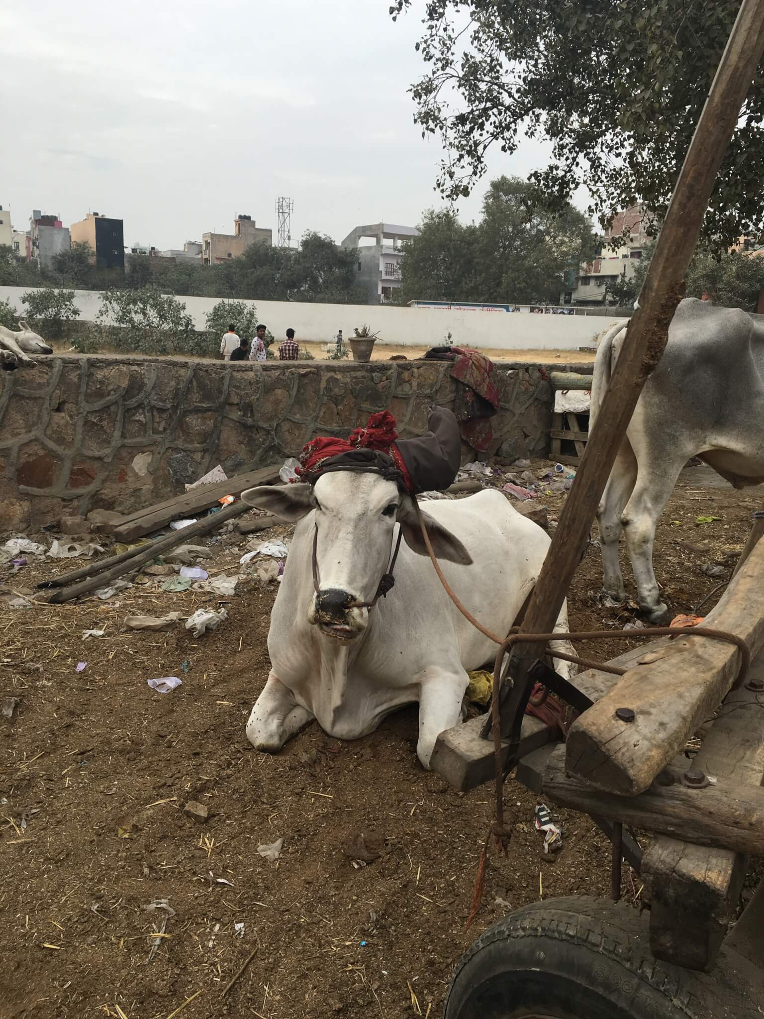 E-Rickshaw Program: Meet Some of the New Retirees - Animal Rahat