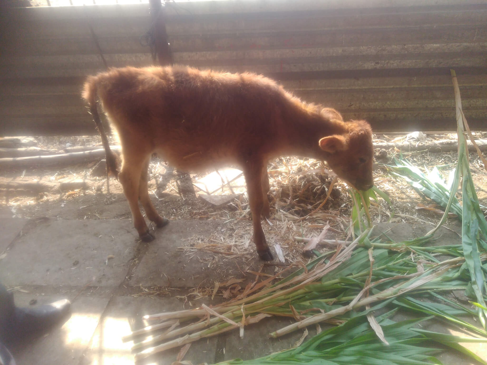 Shelia the calf at the sanctuary