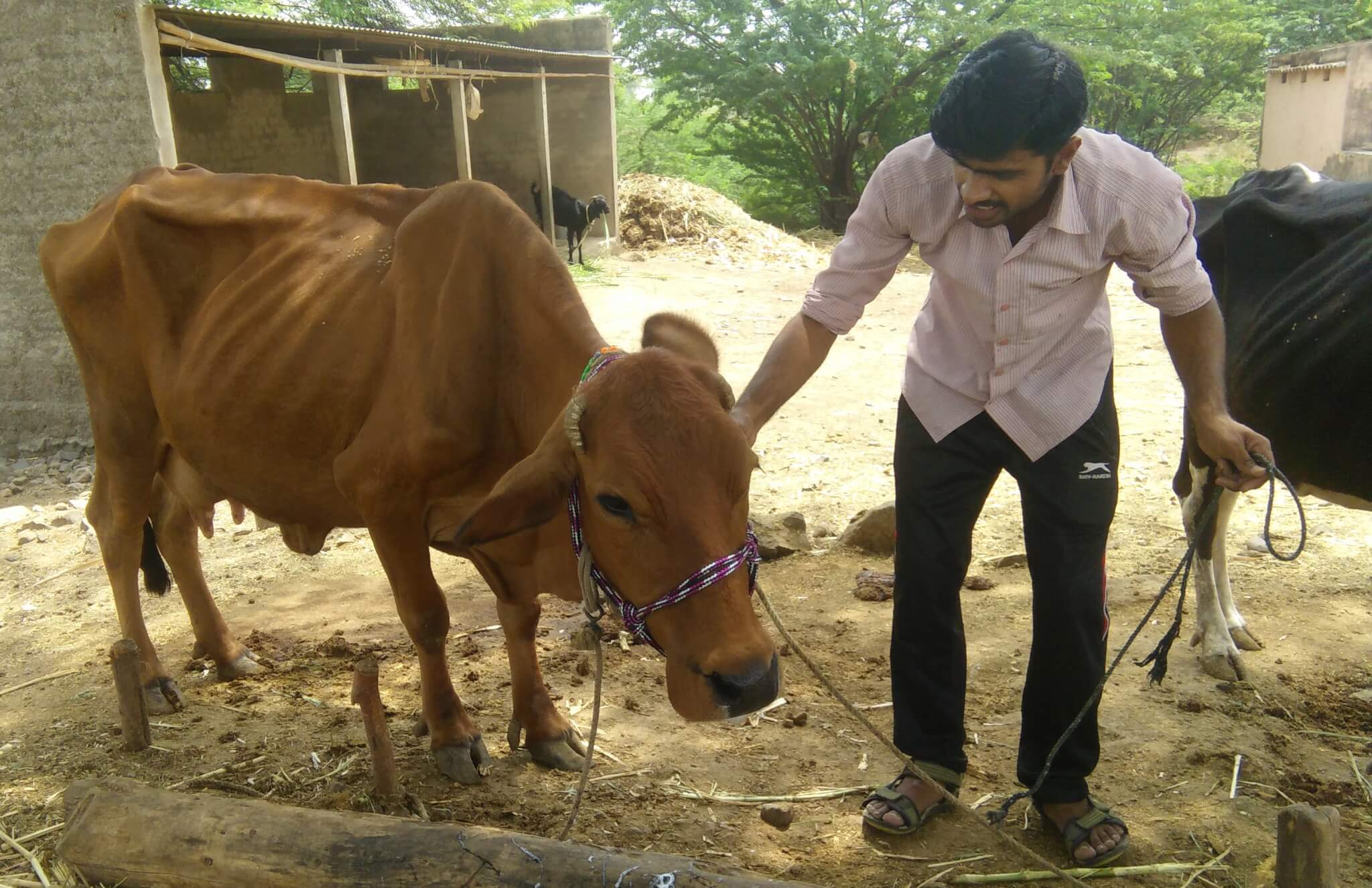 Nose Rope Removal A Simple Act Is LifeChanging Animal Rahat