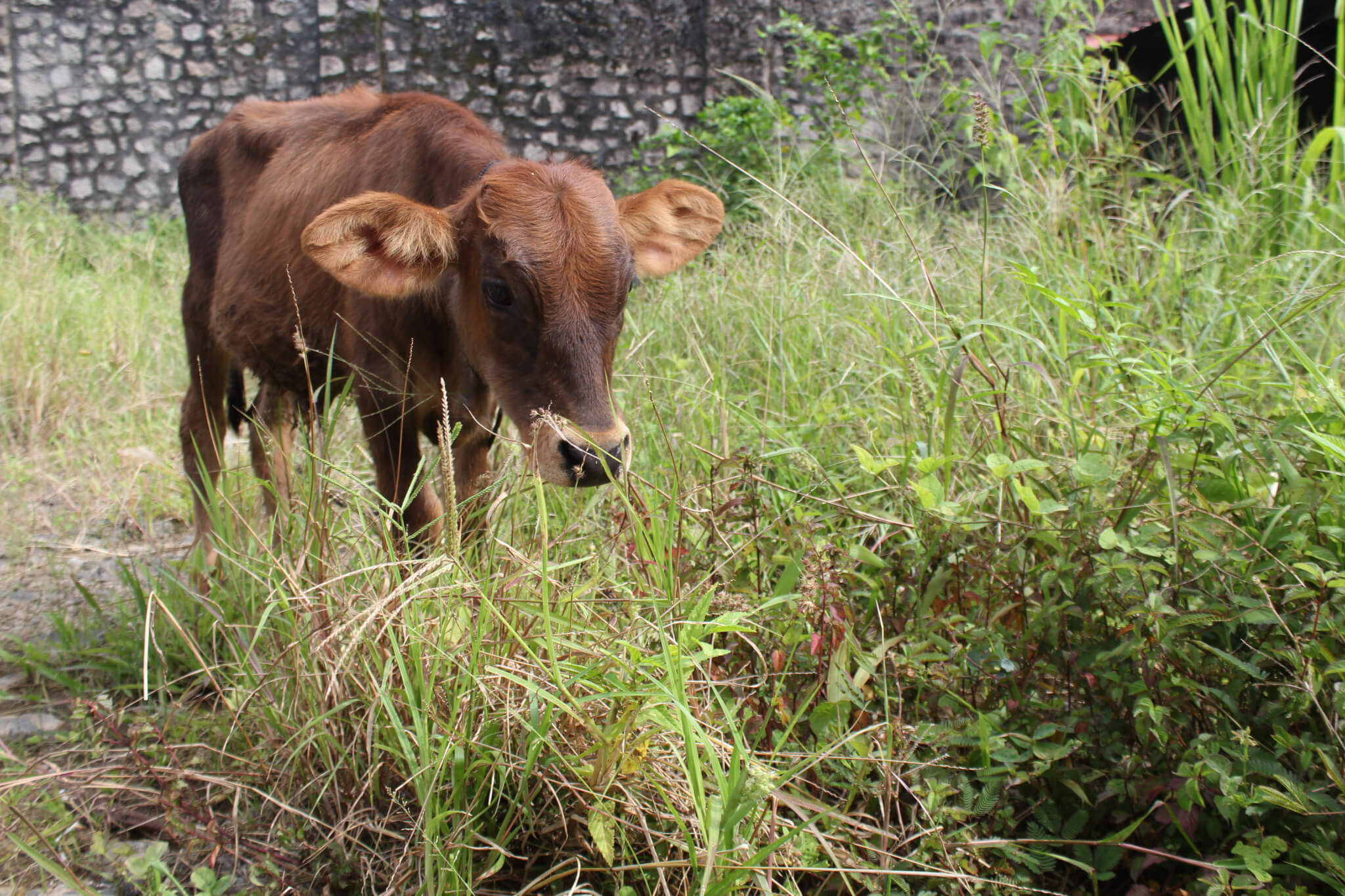 Mahadev the bull calf