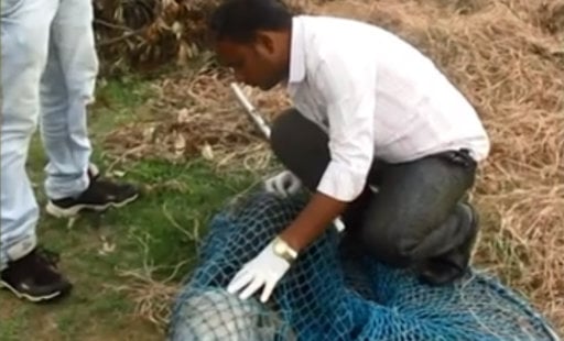 Watch: Dogs in Danger, Part One