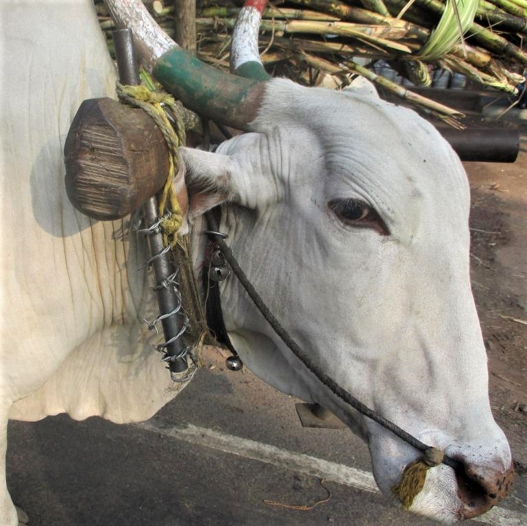 A white bullock with a rope pulled tightly through his nose pauses during his journey to the sugarcane factory. A yoke spike made of barbed wire is visible next to his head.