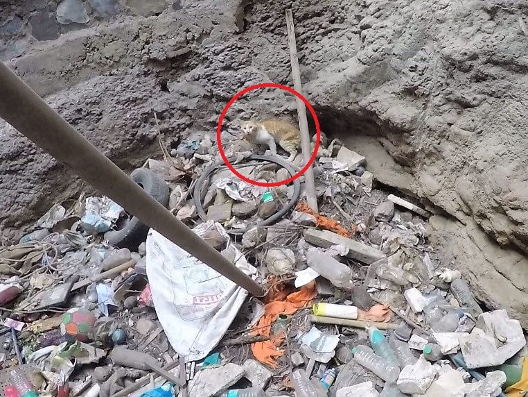 A red circle shows an orange and white cat standing on top of a pile of garbage at the bottom of a well.