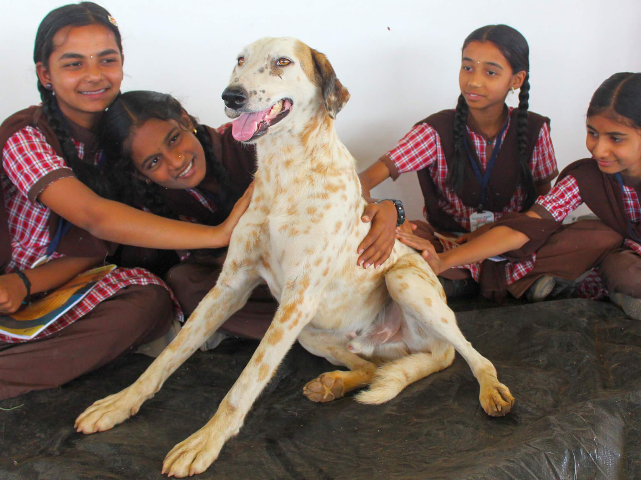 Tommy the dog loves the attention heaped on him by a group of schoolchildren.