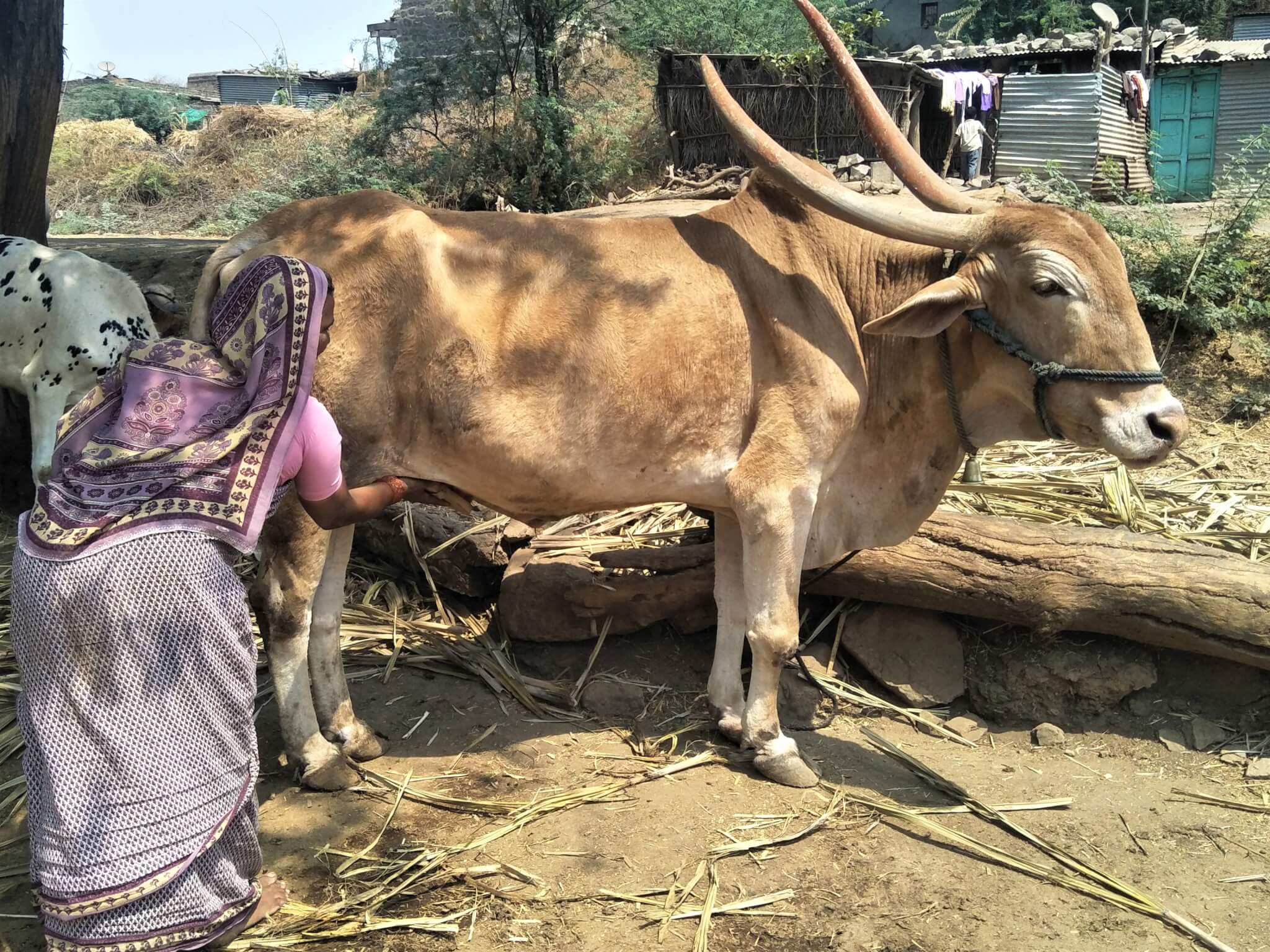 A woman practices grooming a brown bullock during a demonstration in her village.