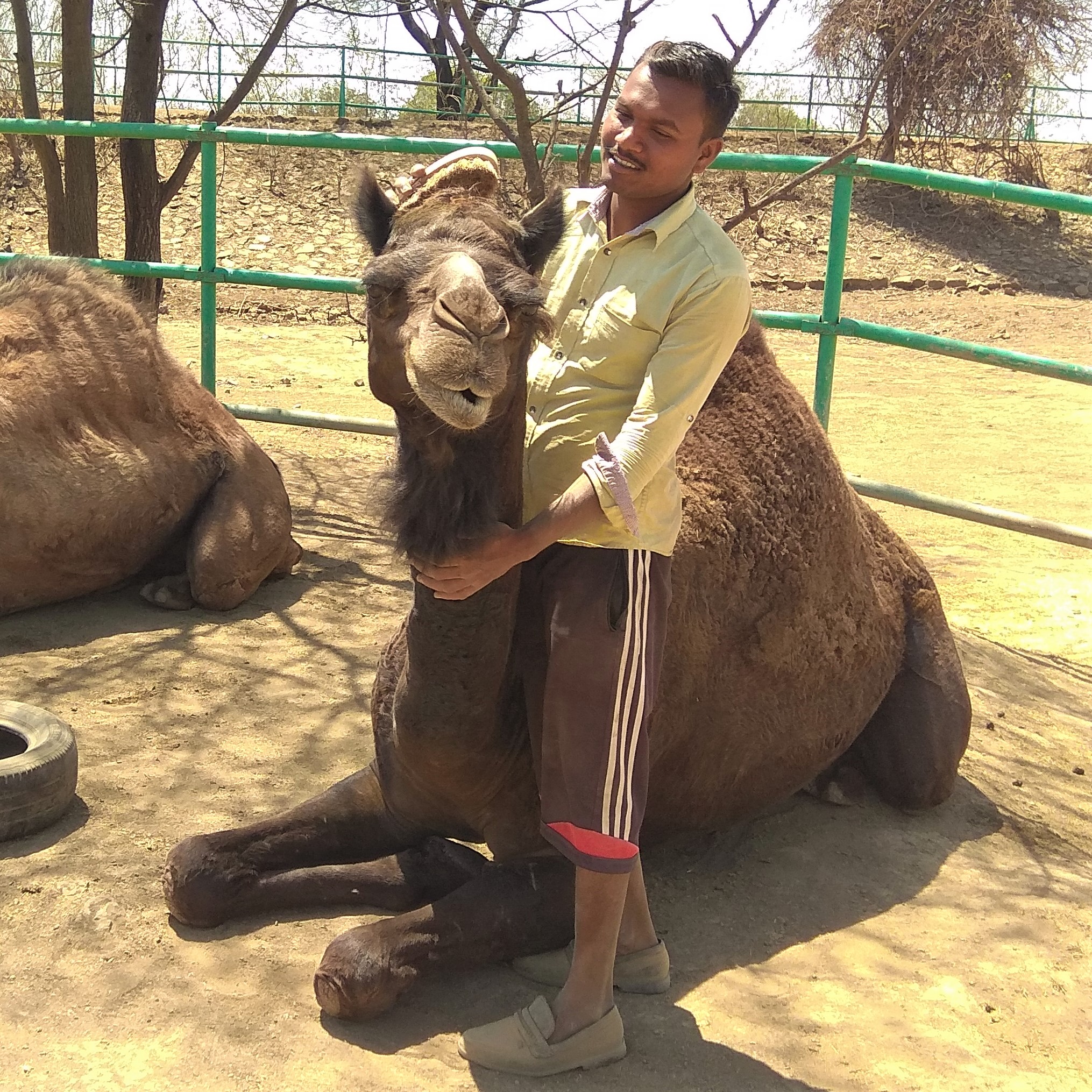 A camel sits on the ground, eyes closed and smiling, as her caretaker grooms her. The caretaker is also smiling as he gently holds her head still and brushes her fur.