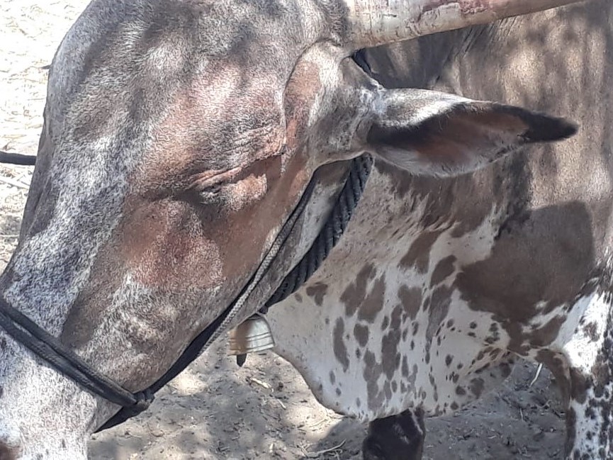 The bullock's left eye socket has fully healed after being surgically sewn up after the removal of the cancerous eye.