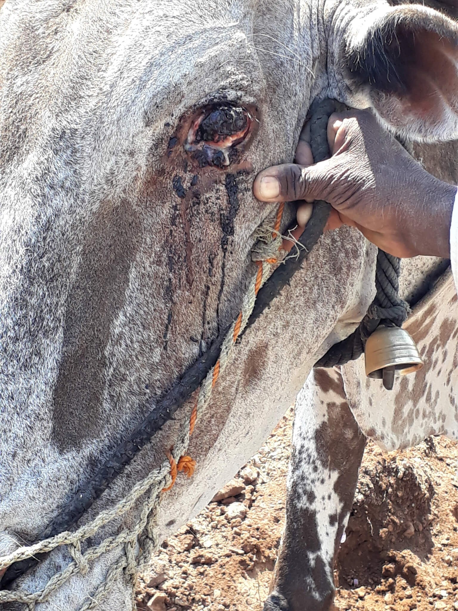 A close-up shows that the bullock's left eye is filled with black, cancerous tissue.