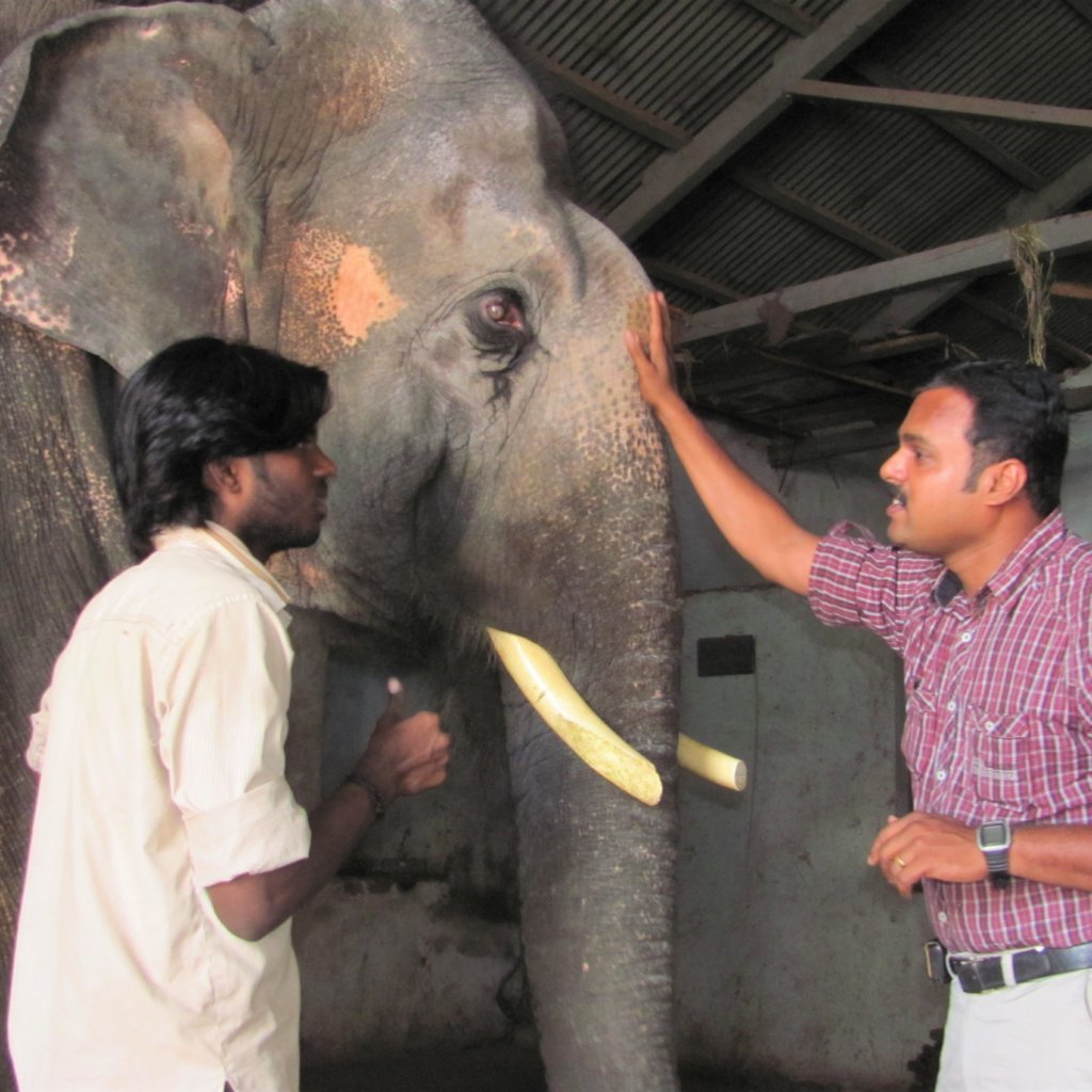 An Animal Rahat veterinarian examines Sunder at the temple.