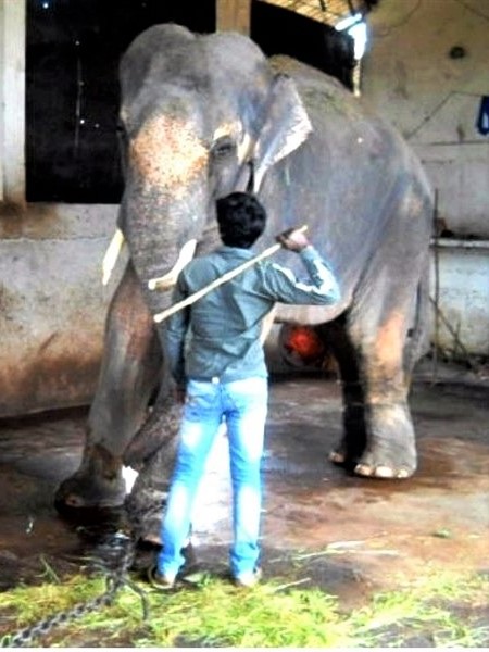 Sunder the elephant is being beaten by his handler.