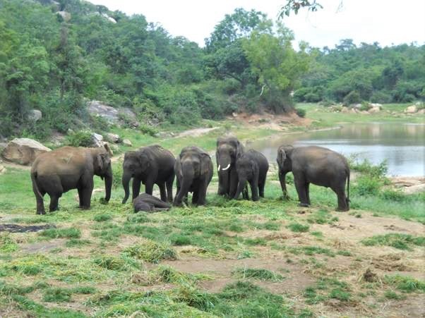 Sunder enjoys spending time in the company of the other elephants at the wildlife park.
