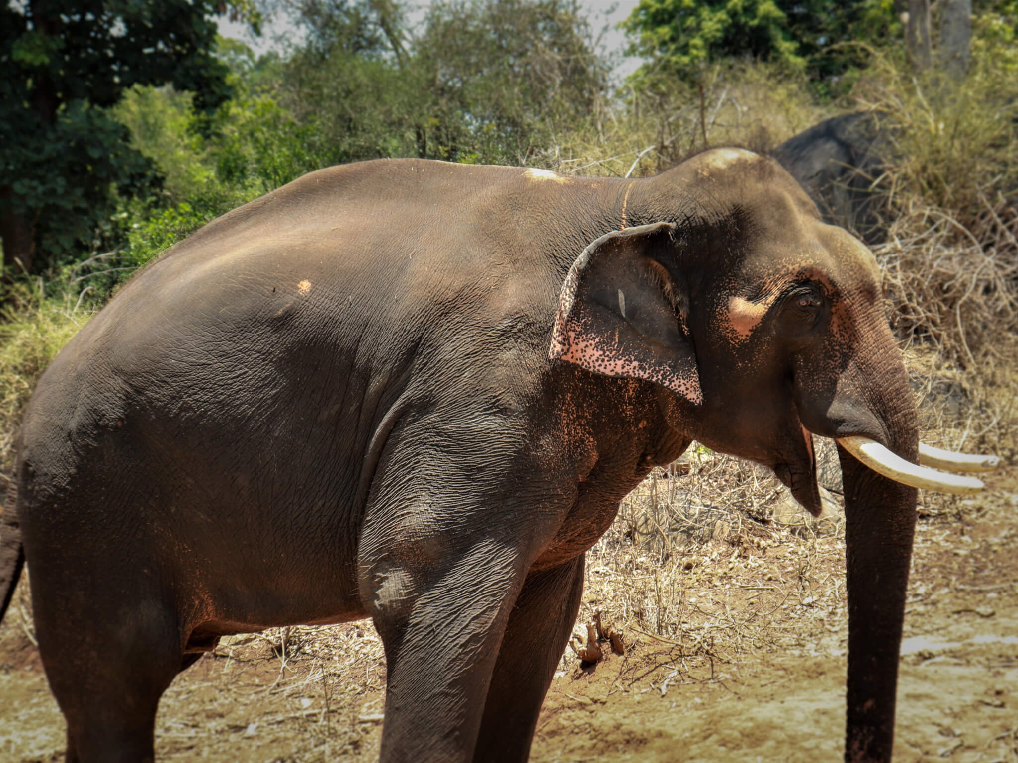 Sunder the elephant smiles at the wildlife park.